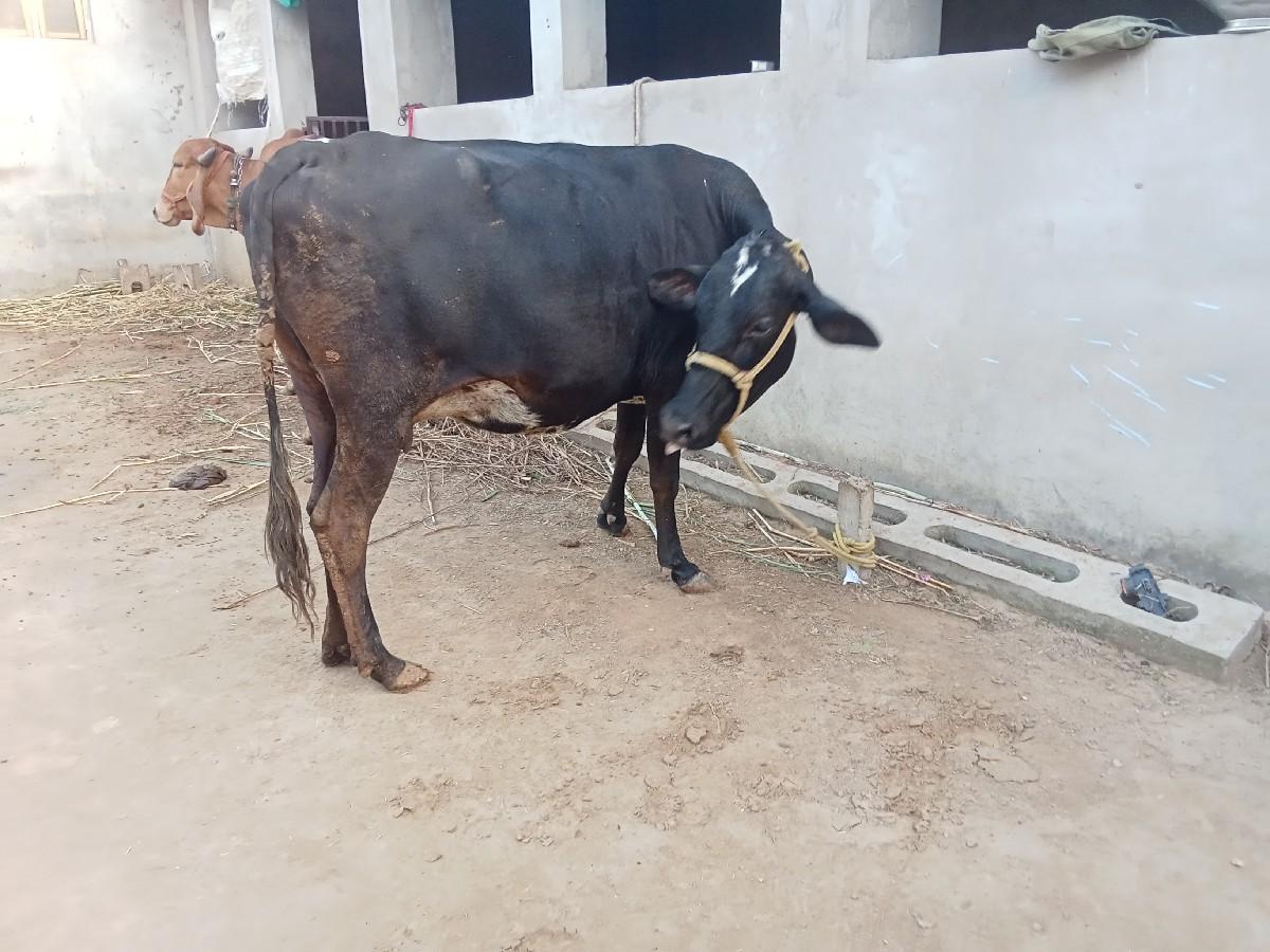 थंबनेल 2