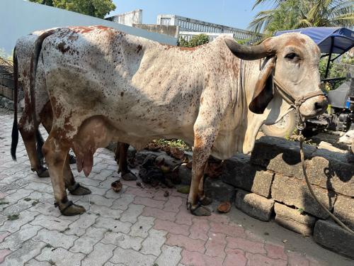 थंबनेल 2