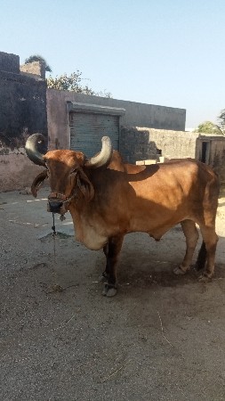 બળધ