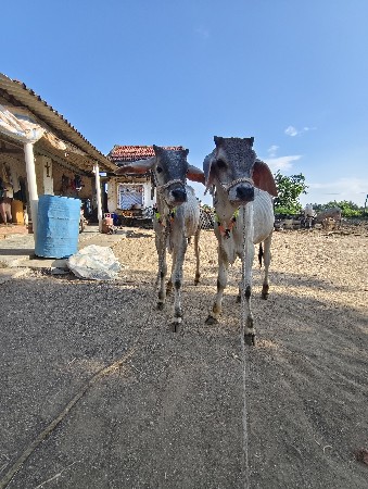 થંબનેલ 2