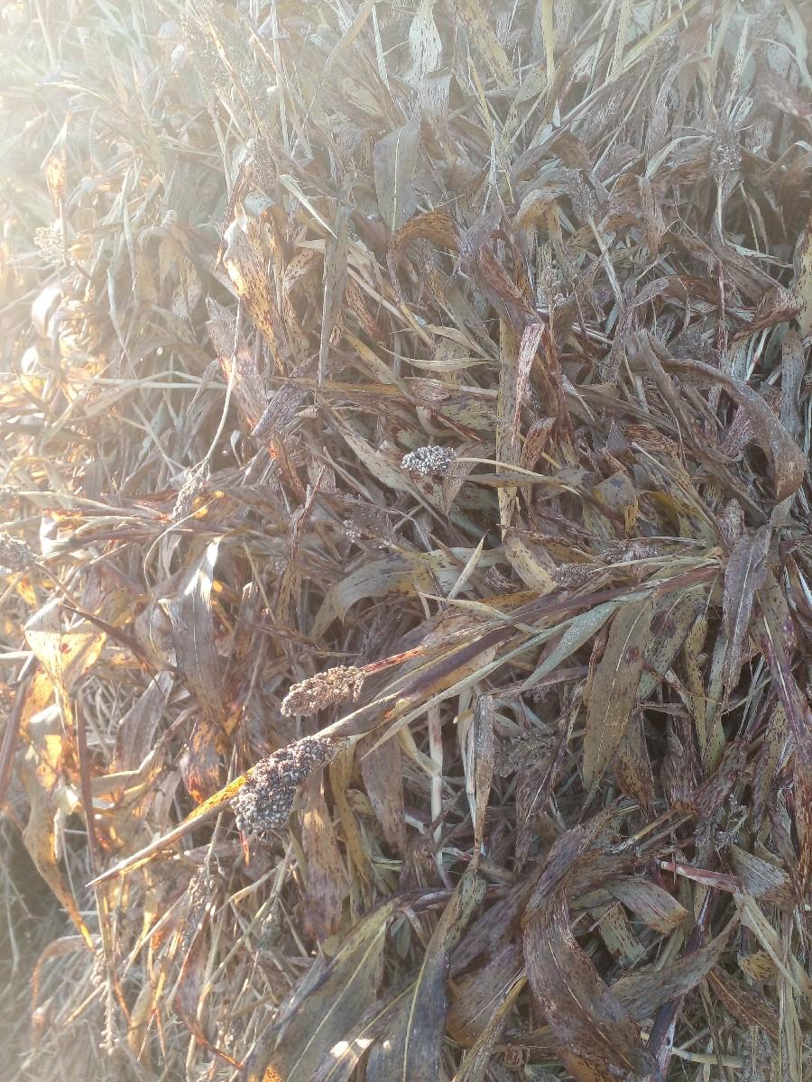 juvar che 7 tailars chhe 300 ni man