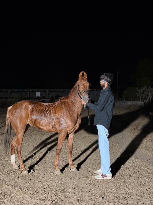 વેચવા ની છે