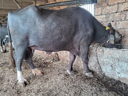 ભેંસ વેચવા નીછે