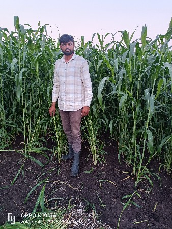 લીલી જુવાર