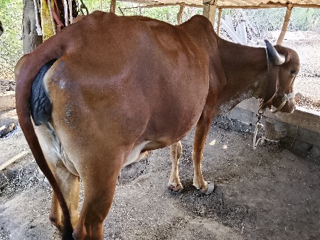 थंबनेल 5