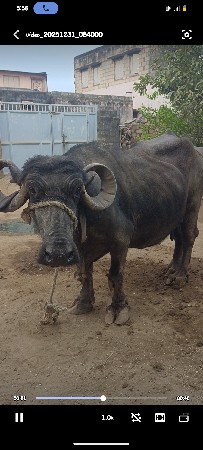 ભેંશ વેચવાની છે