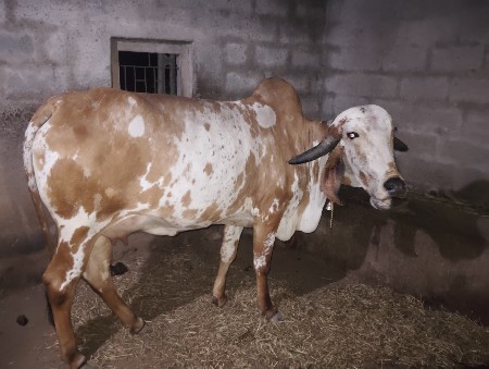 थंबनेल 3