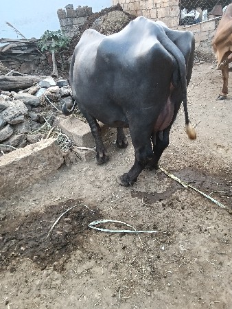 થંબનેલ 3