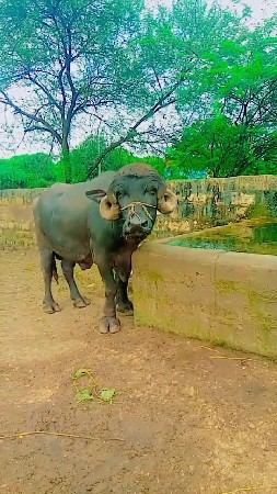 थंबनेल 2