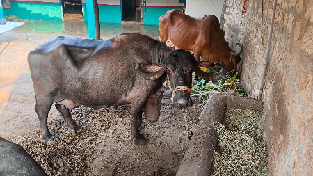 थंबनेल 2