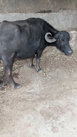 थंबनेल 3