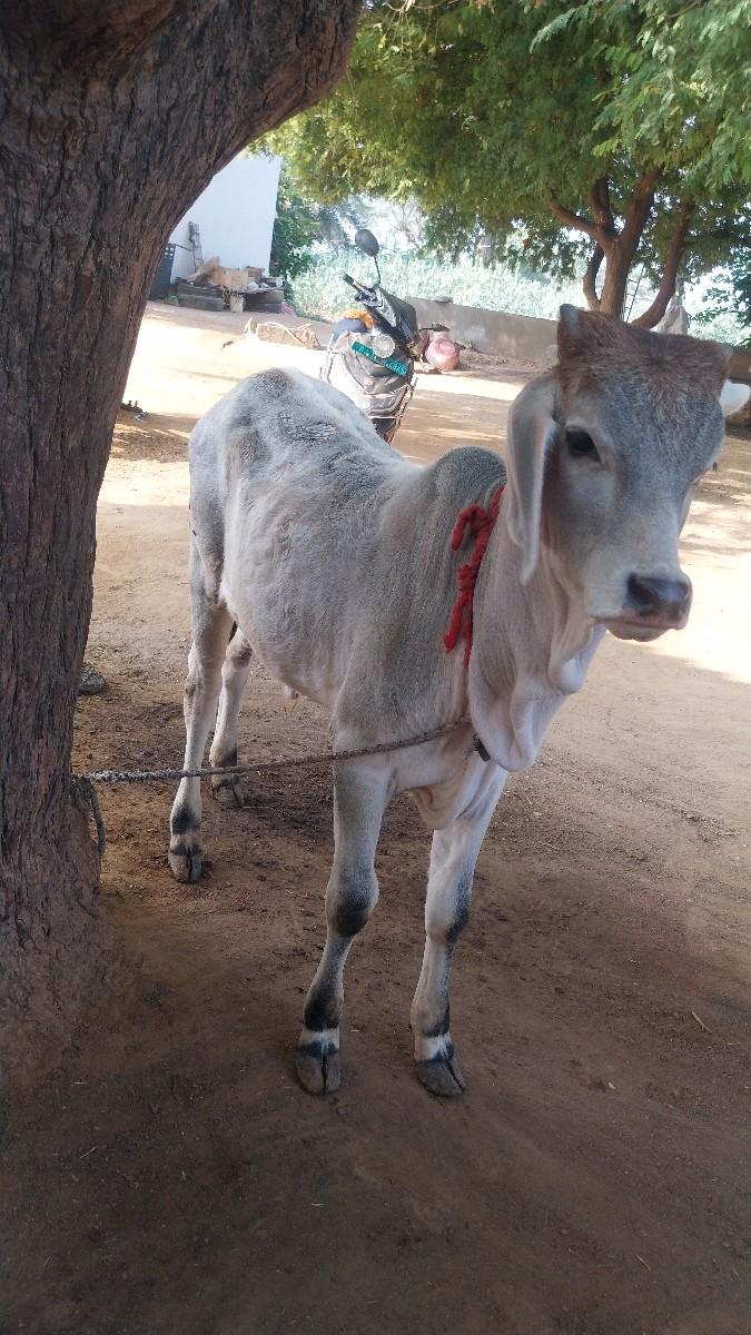 थंबनेल 3