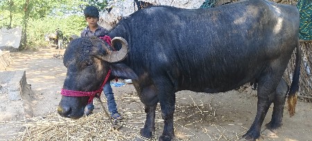 થંબનેલ 2