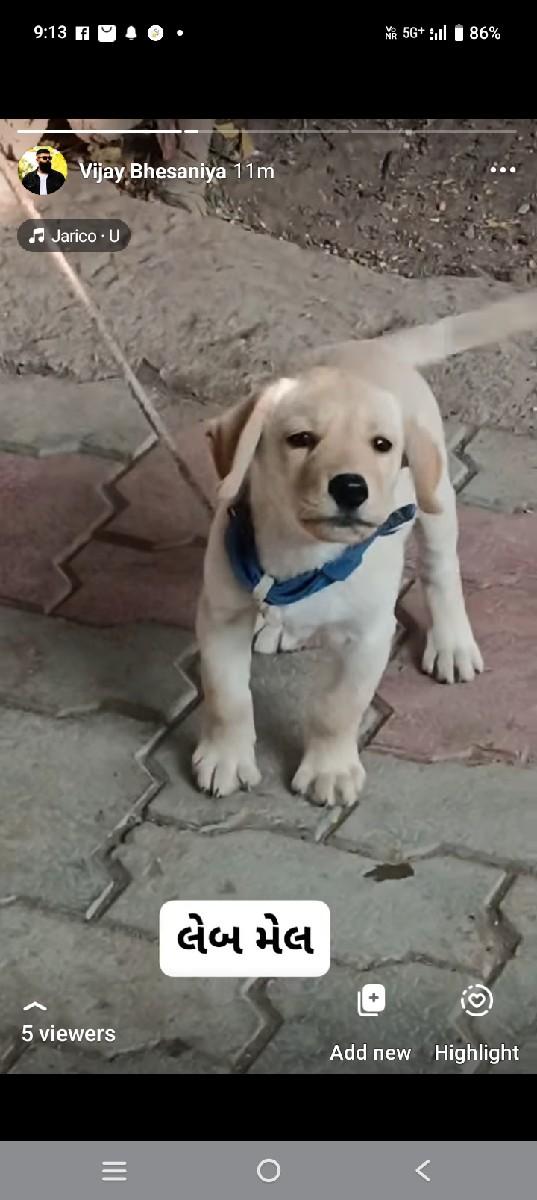 લેબ મેલ અઢી મહિનાનો