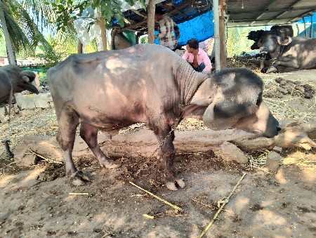 थंबनेल 2