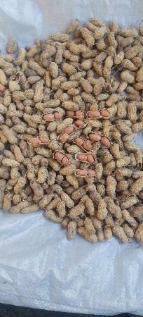 માડવીવેશવાનીછે