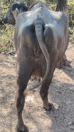 ખડેલી વેચવાની છે