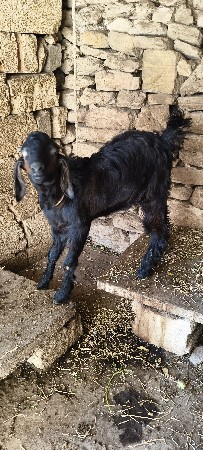 બે બકરા 8 મહીનાના