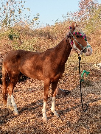 ધોડી નુ સાટુ કરવાનુ છે