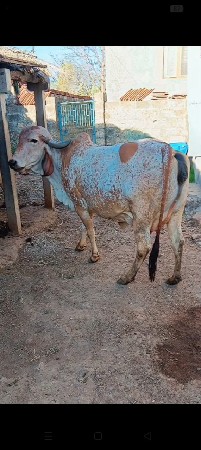 थंबनेल 3