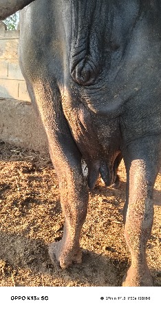 થંબનેલ 3