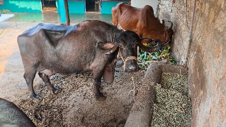 ભેંસ વેચવાની છે