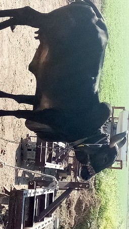 ગાય વેચવાની છે