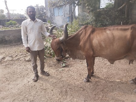 1 મહિના ની વિયાયેલ સે . 15000