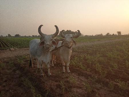 બળદ વેચ વાના છે
