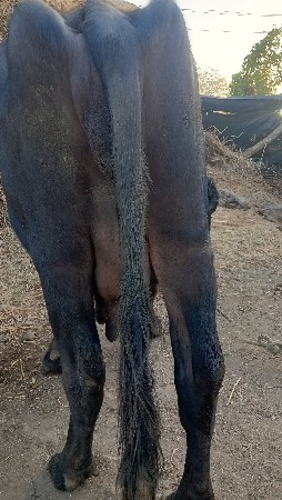 ભેંસ વેચવાની છે વેતર ત્રીજો