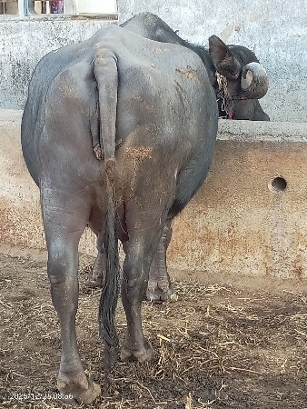 थंबनेल 3