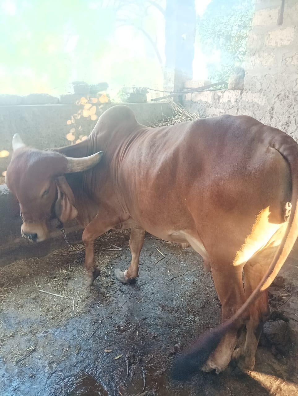 ગીર ગાય વેચવાની છે.