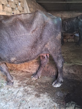 પેલૂ વેતર ખડેલી વેસવાનીછે 4