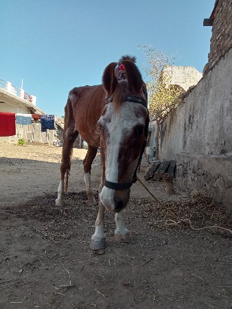 થંબનેલ 2