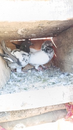 વેસવાનાછે