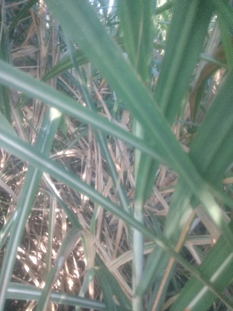 थंबनेल 3