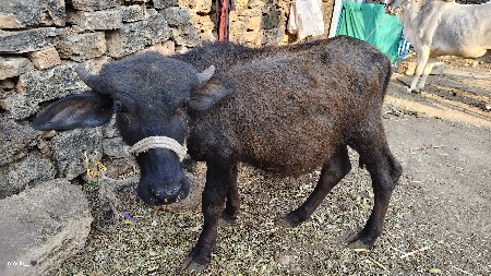 થંબનેલ 3