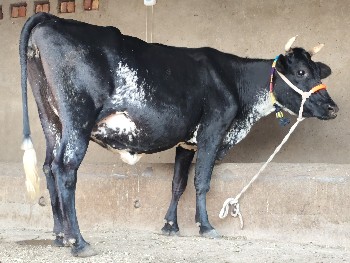 જર્સી ગાય વેચવાની છે