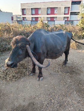 थंबनेल 3