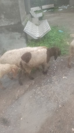 થંબનેલ 2