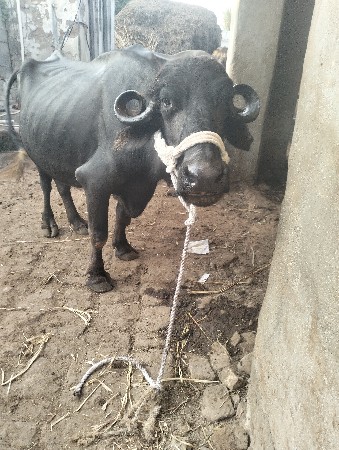 थंबनेल 2