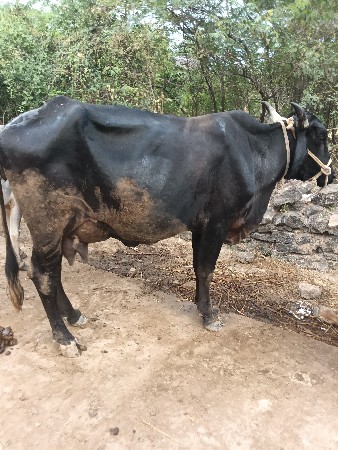 બીજું વેતર