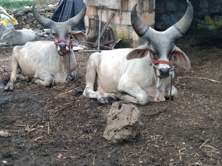 ચાર ચારદાતેછે