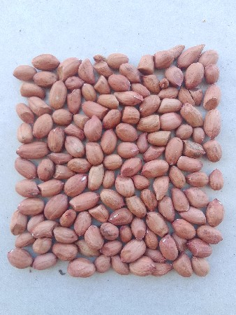 G20 મગફળી બિયારણ માટે દેવાની હે