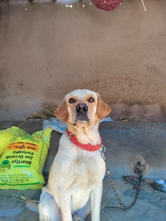 કૂતરો વેચવા નો છે