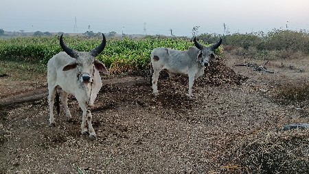 थंबनेल 2