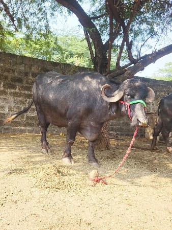 थंबनेल 3