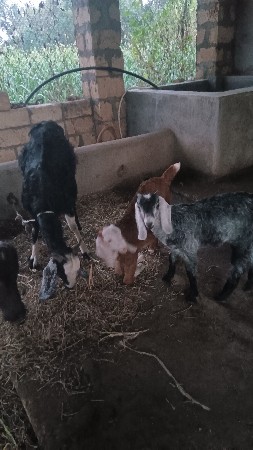 બે બચાનેએકબકરી