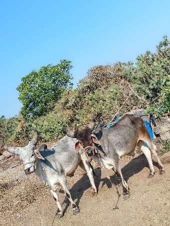 સાવ સોજા છે