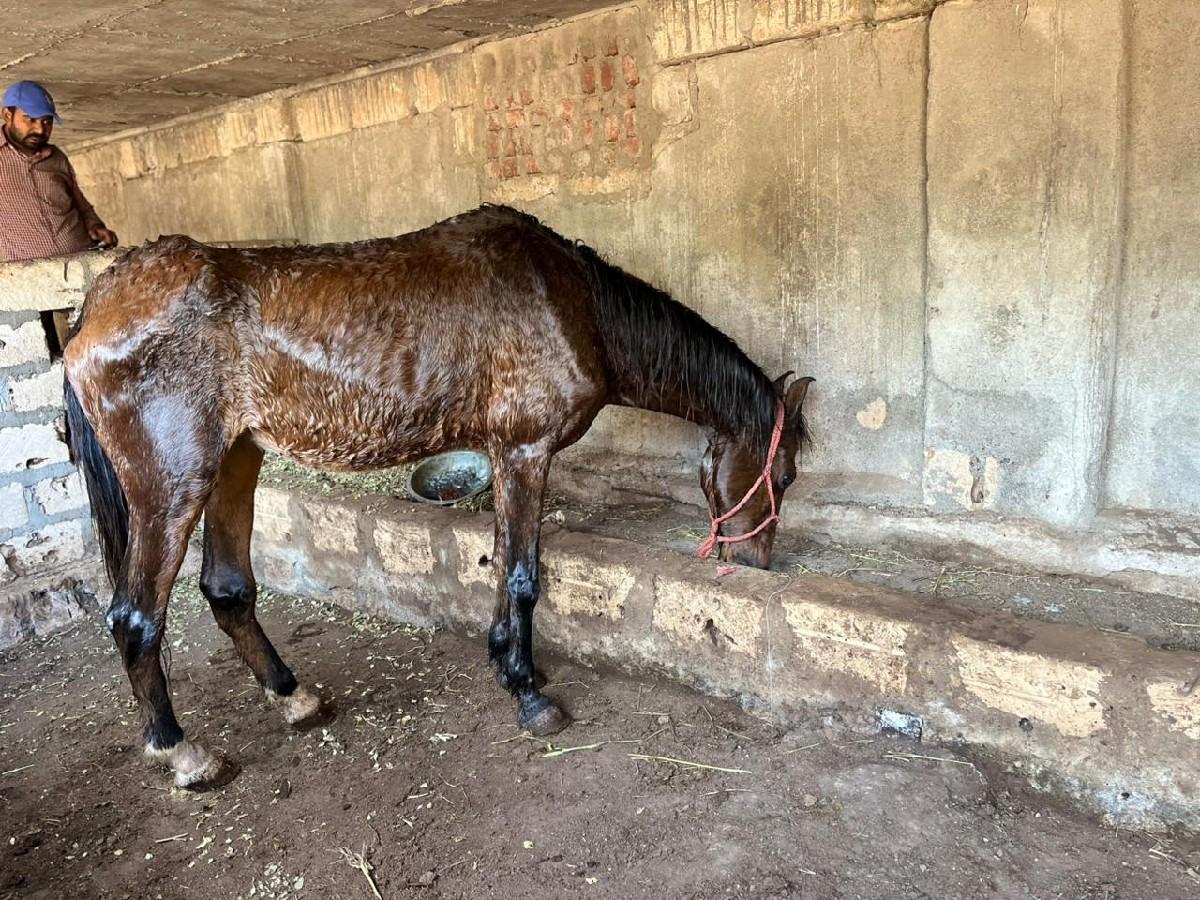 ધોડી વેચવાની અને સાડા કરવાના છે